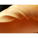 Melonenschnecke Walzenschnecke 20 cm