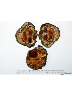 SHL130 versteinertes Holz 3 x beidseitig polierte...