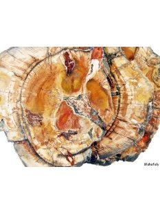 SHL130 versteinertes Holz 3 x beidseitig polierte Scheiben 290g D  90 mm