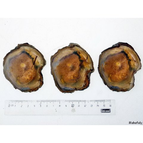 SHL131 versteinertes Holz 3 x beidseitig polierte Scheiben 240g D  70 mm