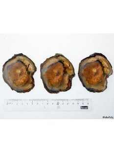 SHL131 versteinertes Holz 3 x beidseitig polierte...