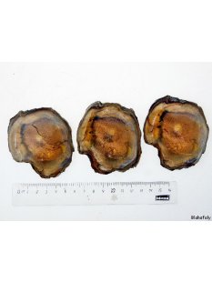 SHL131 versteinertes Holz 3 x beidseitig polierte...