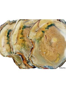 SHL131 versteinertes Holz 3 x beidseitig polierte Scheiben 240g D  70 mm