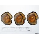 SHL131 versteinertes Holz 3 x beidseitig polierte Scheiben 240g D  70 mm