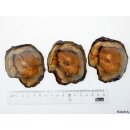 SHL131 versteinertes Holz 3 x beidseitig polierte Scheiben 240g D  70 mm