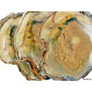 SHL131 versteinertes Holz 3 x beidseitig polierte Scheiben 240g D  70 mm