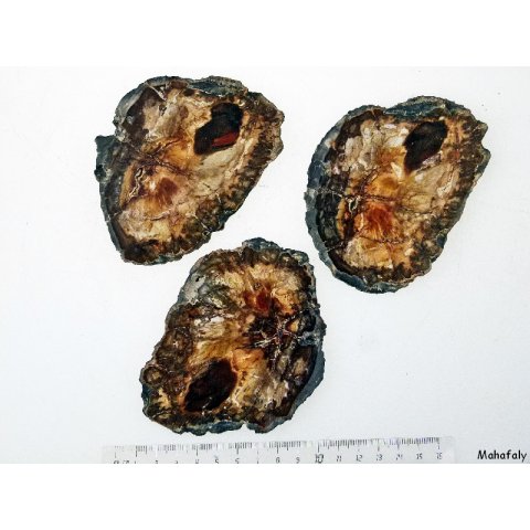 SHL138 versteinertes Holz 3 x beidseitig polierte Scheiben 300g D  90mm