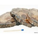 SHL138 versteinertes Holz 3 x beidseitig polierte Scheiben 300g D  90mm