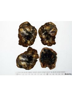 SHL144 versteinertes Holz 4x beidseitig polierte Scheiben...