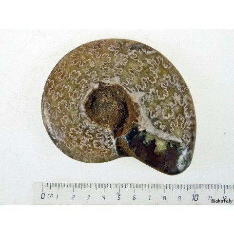 AM42 Ammonit kompletter Korpus poliert D 100 mm