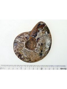 AM42 Ammonit kompletter Korpus poliert D 100 mm