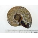 AM42 Ammonit kompletter Korpus poliert D 100 mm