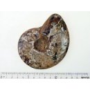 AM42 Ammonit kompletter Korpus poliert D 100 mm