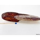 AM42 Ammonit kompletter Korpus poliert D 100 mm