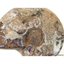 AM42 Ammonit kompletter Korpus poliert D 100 mm