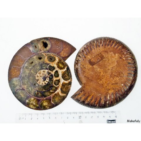 AM45 Ammoniten Paar poliert D 130 mm