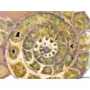 AM45 Ammoniten Paar poliert D 130 mm