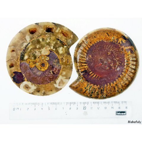 AM46 Ammoniten Paar poliert D 100 mm