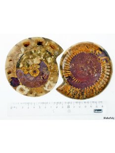 AM46 Ammoniten Paar poliert D 100 mm