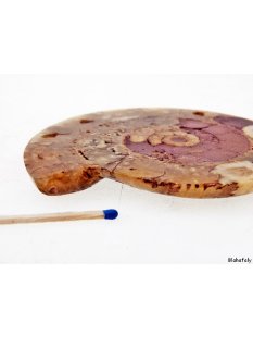 AM46 Ammoniten Paar poliert D 100 mm