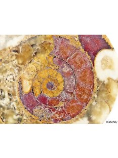 AM46 Ammoniten Paar poliert D 100 mm