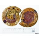 AM46 Ammoniten Paar poliert D 100 mm