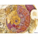 AM46 Ammoniten Paar poliert D 100 mm