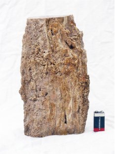 SHN26 versteinertes Holz Stamm naturbelassen Oberseite poliert 6550 g