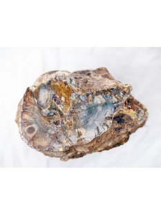 SHN26 versteinertes Holz Stamm naturbelassen Oberseite poliert 6550 g