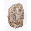 SHN26 versteinertes Holz Stamm naturbelassen Oberseite poliert 6550 g