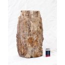 SHN26 versteinertes Holz Stamm naturbelassen Oberseite poliert 6550 g