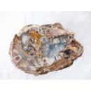 SHN26 versteinertes Holz Stamm naturbelassen Oberseite poliert 6550 g