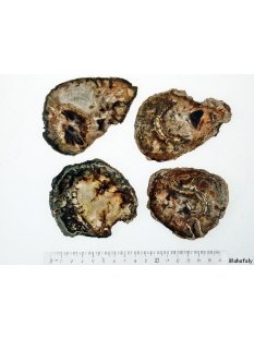 SHL147 versteinertes Holz 4x beidseitig polierte Scheiben...