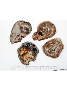 SHL147 versteinertes Holz 4x beidseitig polierte Scheiben...