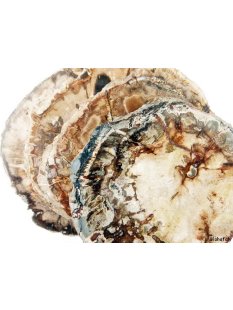 SHL147 versteinertes Holz 4x beidseitig polierte Scheiben 320 g D: 55 mm