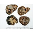 SHL147 versteinertes Holz 4x beidseitig polierte Scheiben 320 g D: 55 mm