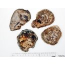 SHL147 versteinertes Holz 4x beidseitig polierte Scheiben 320 g D: 55 mm