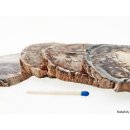 SHL147 versteinertes Holz 4x beidseitig polierte Scheiben 320 g D: 55 mm