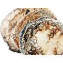 SHL147 versteinertes Holz 4x beidseitig polierte Scheiben 320 g D: 55 mm