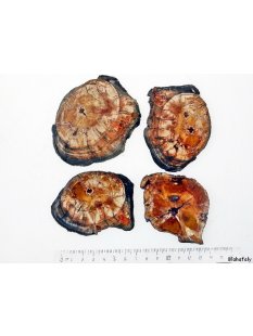 SHL149 versteinertes Holz 4x beidseitig polierte Scheiben...