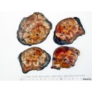 SHL149 versteinertes Holz 4x beidseitig polierte Scheiben 310 g D: 70  mm