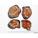 SHL149 versteinertes Holz 4x beidseitig polierte Scheiben 310 g D: 70  mm