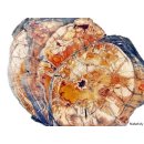 SHL149 versteinertes Holz 4x beidseitig polierte Scheiben 310 g D: 70  mm