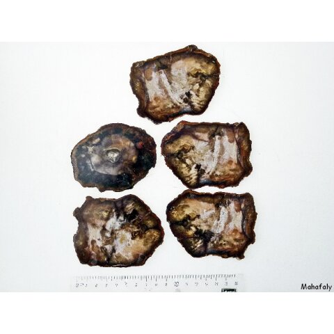 SHL160 versteinertes Holz 5 x beidseitig polierte Scheiben 230g D: 90  mm