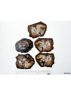 SHL160 versteinertes Holz 5 x beidseitig polierte...