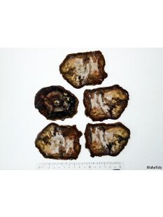 SHL160 versteinertes Holz 5 x beidseitig polierte...