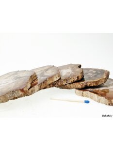 SHL160 versteinertes Holz 5 x beidseitig polierte Scheiben 230g D: 90  mm