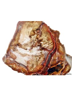 SHL160 versteinertes Holz 5 x beidseitig polierte Scheiben 230g D: 90  mm