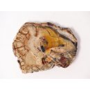 SH39 versteinertes Holz silifiziert fossil  beidseitig polierte Scheibe 110g 100 mm