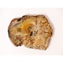 SH39 versteinertes Holz silifiziert fossil  beidseitig polierte Scheibe 110g 100 mm